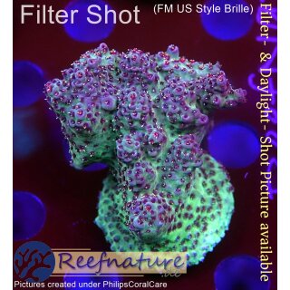 4B1-3 WYSIWYG - Acropora hyacinthus Höhe 43mm