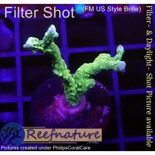 4B1-3 WYSIWYG - Anacropora sp. Höhe 35mm