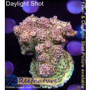4B1-3 WYSIWYG - Acropora hyacinthus Höhe 43mm