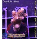 4B1-3 WYSIWYG - Acropora millepora, Höhe 35mm