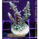 4B1-3 WYSIWYG - Acropora sp., Höhe 50mm