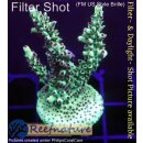 4B1-3 WYSIWYG - Acropora sp., Höhe 50mm