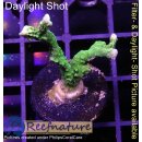 4B1-3 WYSIWYG - Anacropora sp. Höhe 35mm