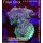 4B1-3 WYSIWYG - Acropora hyacinthus Höhe 43mm