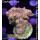 4B1-3 WYSIWYG - Acropora hyacinthus Höhe 43mm