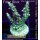 4B1-3 WYSIWYG - Acropora sp., Höhe 50mm