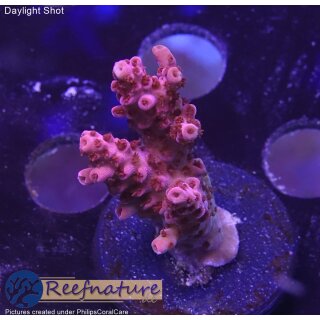 4D1-1 WYSIWYG - Acropora Red Planet, Höhe 34mm