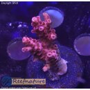 4D1-1 WYSIWYG - Acropora Red Planet, Höhe 34mm