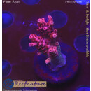 4D1-1 WYSIWYG - Acropora Red Planet, Höhe 34mm