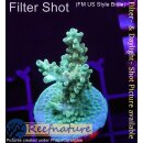 4D1-1 WYSIWYG - Acropora sp. Grün-Blau (Höhe 42mm)