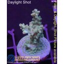 4D1-1 WYSIWYG - Acropora sp. Grün-Blau (Höhe 42mm)