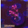 4D1-1 WYSIWYG - Acropora Red Planet, Höhe 34mm