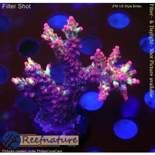 4D1-2 WYSIWYG - Acropora strawberry shortcake, Höhe 56mm
