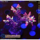 4D1-2 WYSIWYG - Acropora strawberry shortcake, Höhe 56mm
