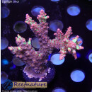 4D1-2 WYSIWYG - Acropora strawberry shortcake, Höhe 56mm