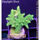 4D1-2 WYSIWYG - Acropora Table Effloreszenz...