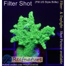 4D1-2 WYSIWYG - Acropora Table Effloreszenz...