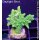 4D1-2 WYSIWYG - Acropora Table Effloreszenz Grün-Gelb (Höhe 33mm)