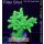 4D1-2 WYSIWYG - Acropora Table Effloreszenz Grün-Gelb (Höhe 33mm)