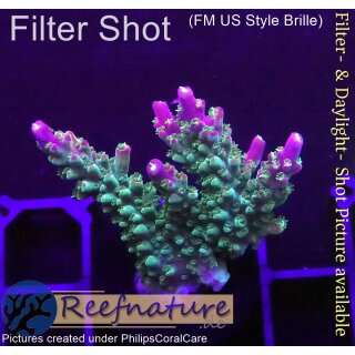 4D1-3 WYSIWYG - Acropora sp.(Höhe 37mm)