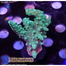 4D1-3 WYSIWYG - Acropora sp, Höhe 46mm