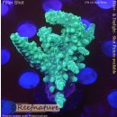 4D1-3 WYSIWYG - Acropora sp, Höhe 46mm