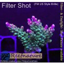 4D1-3 WYSIWYG - Acropora sp.(Höhe 37mm)
