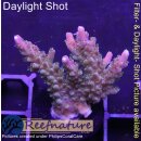 4D1-3 WYSIWYG - Acropora sp.(Höhe 37mm)