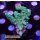 4D1-3 WYSIWYG - Acropora sp, Höhe 46mm