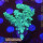 4D1-3 WYSIWYG - Acropora sp, Höhe 46mm