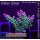 4D1-3 WYSIWYG - Acropora sp.(Höhe 37mm)