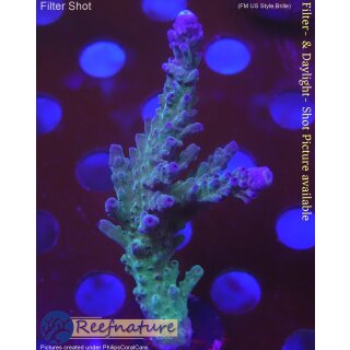 4D1-4 WYSIWYG - Acropora electric miyagi, Höhe 75mm