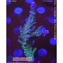 4D1-4 WYSIWYG - Acropora electric miyagi, Höhe 75mm