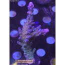 4D1-4 WYSIWYG - Acropora electric miyagi, Höhe 75mm
