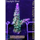 4D1-4 WYSIWYG - Acropora Joker (Höhe 40mm)