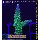 4D1-4 WYSIWYG - Acropora Joker (Höhe 40mm)