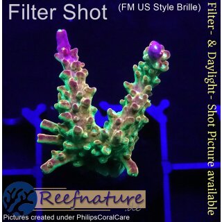 4D1-5 WYSIWYG - Acropora Mango Garden (Höhe 39mm)