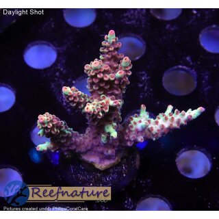 4D1-5 WYSIWYG - Acropora strawberry shortcake, Höhe 39mm