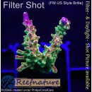 4D1-5 WYSIWYG - Acropora Mango Garden (Höhe 39mm)