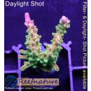 4D1-5 WYSIWYG - Acropora Mango Garden (Höhe 39mm)