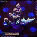 4D1-5 WYSIWYG - Acropora strawberry shortcake, Höhe 39mm