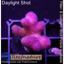 4D1-6 WYSIWYG - Stylophora ” Fiji Ultra Pink...