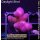 4D1-6 WYSIWYG - Stylophora ” Fiji Ultra Pink (Höhe 30mm)