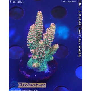 4D1-7 WYSIWYG - Acropora millepora,Höhe 37mm