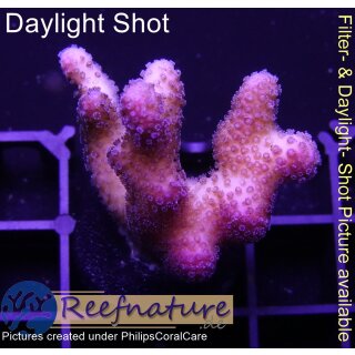 4D1-7 WYSIWYG - Stylophora ” Fiji Ultra Pink (Höhe 39mm)