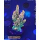 4D1-7 WYSIWYG - Acropora millepora,Höhe 37mm