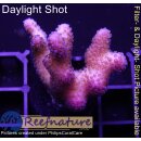 4D1-7 WYSIWYG - Stylophora ” Fiji Ultra Pink...
