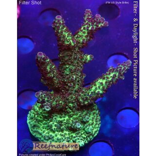 4D2-1 WYSIWYG - Acropora sp, Höhe 59mm