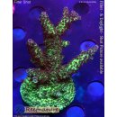 4D2-1 WYSIWYG - Acropora sp, Höhe 59mm