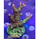 4D2-1 WYSIWYG - Acropora sp, Höhe 59mm